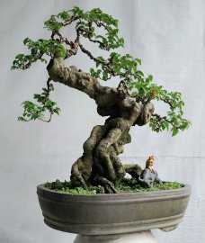 Khế gân