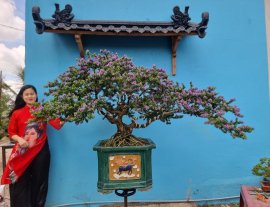 Linh sam 99 full tàn bay 2 mét.