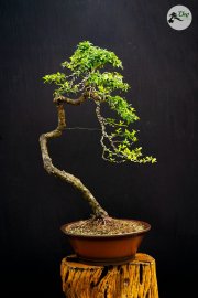 Hải châu
