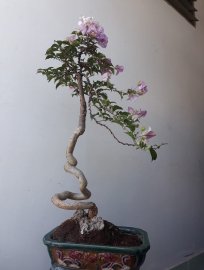 Hoa giấy dáng văn nhân...