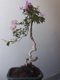Hoa giấy dáng văn nhân...