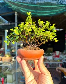 Cụm hải châu siêu mini