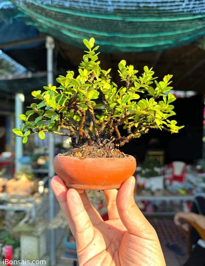 Cụm hải châu siêu mini