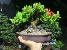 Trang đỏ mini , đế đều24h, tay cành chuẩn