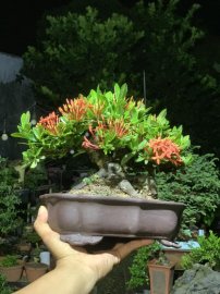Trang đỏ mini , đế đều24h, tay cành chuẩn