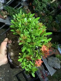 Trang đỏ mini , đế đều24h, tay cành chuẩn