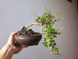 Em Trà Phúc Kiến đang rộ hoa trái...
