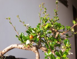 Em Trà Phúc Kiến đang rộ hoa trái...