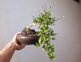 Em Trà Phúc Kiến đang rộ hoa trái...