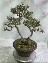 Thanh lý 1e sam trái khai thác nằm chậu lâu năm
