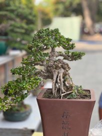 Ảnh đẹp bonsai