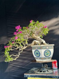 Vạn Hoa Lầu.