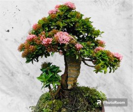 Hoa trang hồng