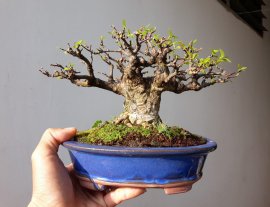 Em Mai lá lớn đang lộc non...