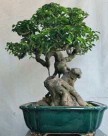 Sanh nam điền già khụ
