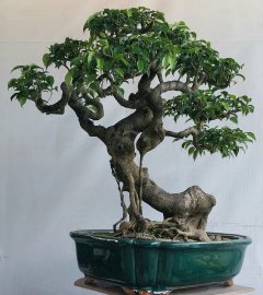Sanh nam điền già khụ