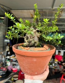Hải châu sông cầu