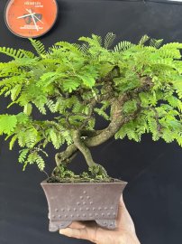 Me chua vợ nấu canh chua