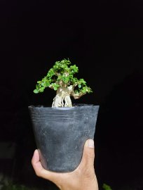 Sam hương indo