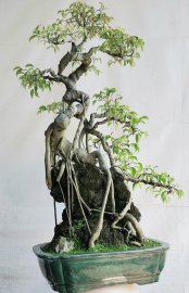 Sanh quê lá nhỏ đọt đỏ Bình Định