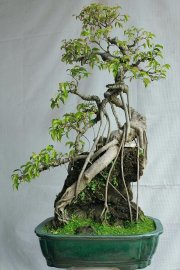 Sanh quê lá nhỏ đọt đỏ Bình Định