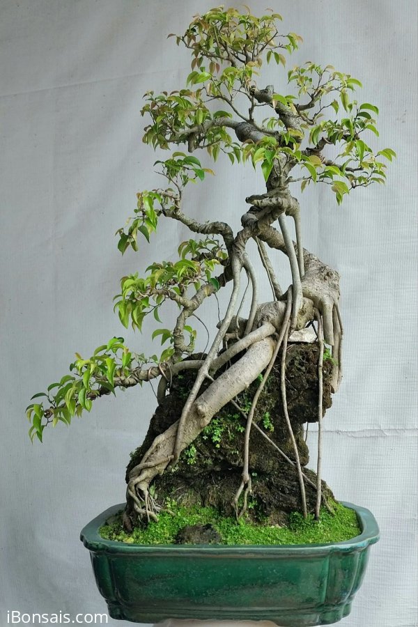 Sanh quê lá nhỏ đọt đỏ Bình Định