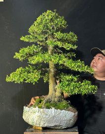 Hải châu trực già khú
