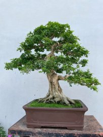 Nguyệt quế lá xoắn hoa trùm