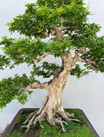 Nguyệt quế lá xoắn hoa trùm