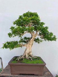 Nguyệt quế lá xoắn hoa trùm