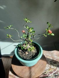 Lotus ixora bonsai