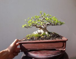 Em Mai lá lớn lùn lực...