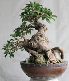 Cây túc Bình Định