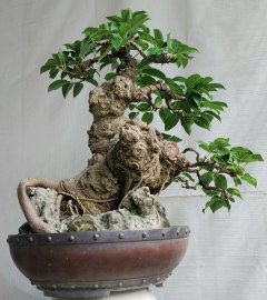 Cây túc Bình Định