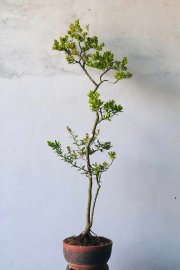Hải châu phong tranh gl