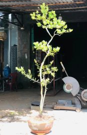 Hải châu phong tranh gl