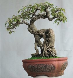 Sanh quê Bình Định