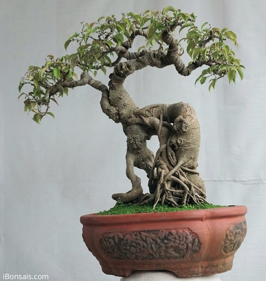 Sanh quê Bình Định