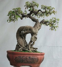 Sanh quê Bình Định