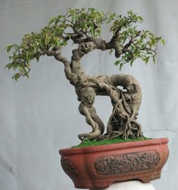 Sanh quê Bình Định