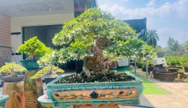Gl tiếp ace mct lá trung
