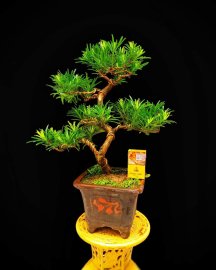 Một em tùng la hán bonsai bàn trà