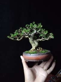 Sam hương mini