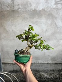 Bụt Đài Loan chậu tàu