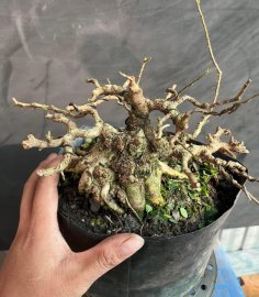 Sam núi mập địt lùn tịt nhập đội