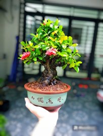 Trang sen