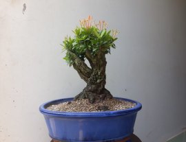 Lâu lắm mới kiếm được Em Trang Cam lâu năm...