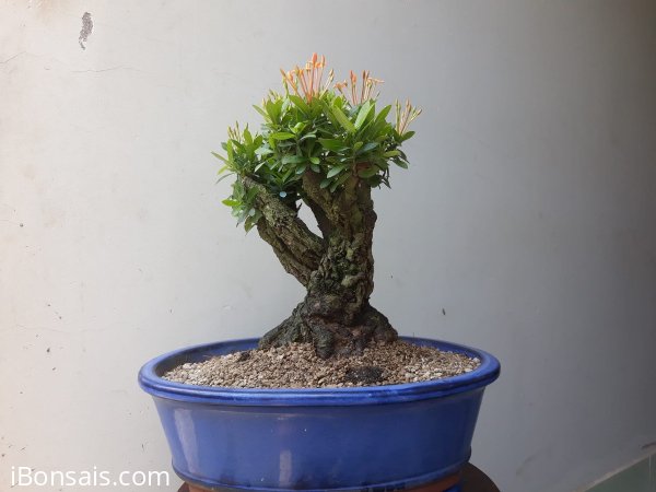 Lâu lắm mới kiếm được Em Trang Cam lâu năm...