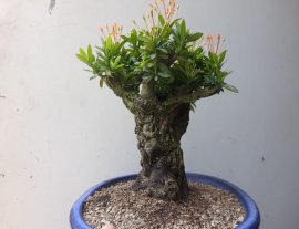 Lâu lắm mới kiếm được Em Trang Cam lâu năm...