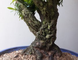 Lâu lắm mới kiếm được Em Trang Cam lâu năm...